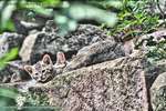 Wild Cat Kitten