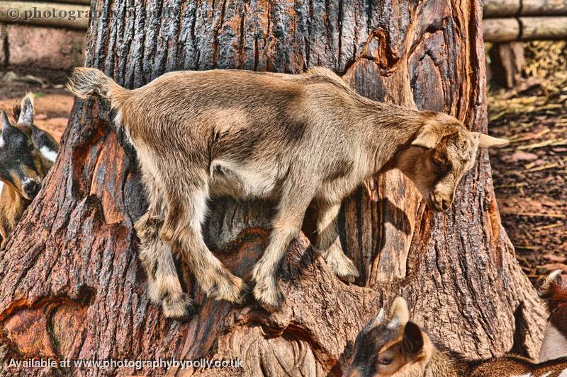 Tree Climber