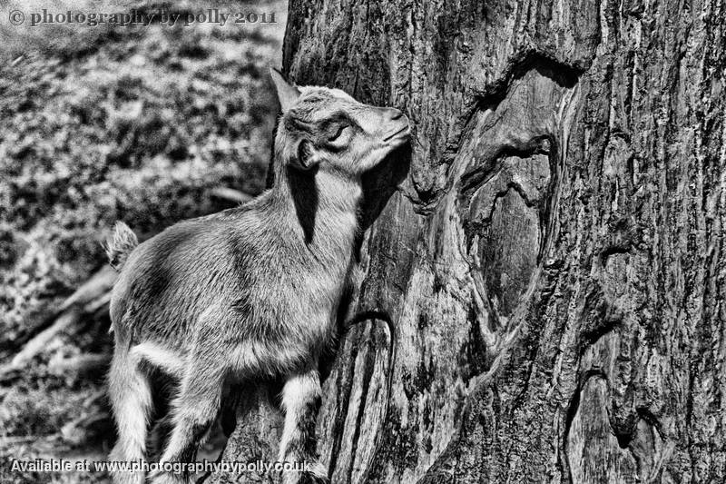 Tree Hugger