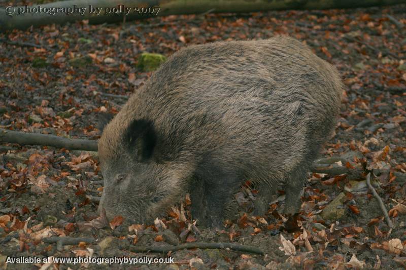 Truffle Snuffle