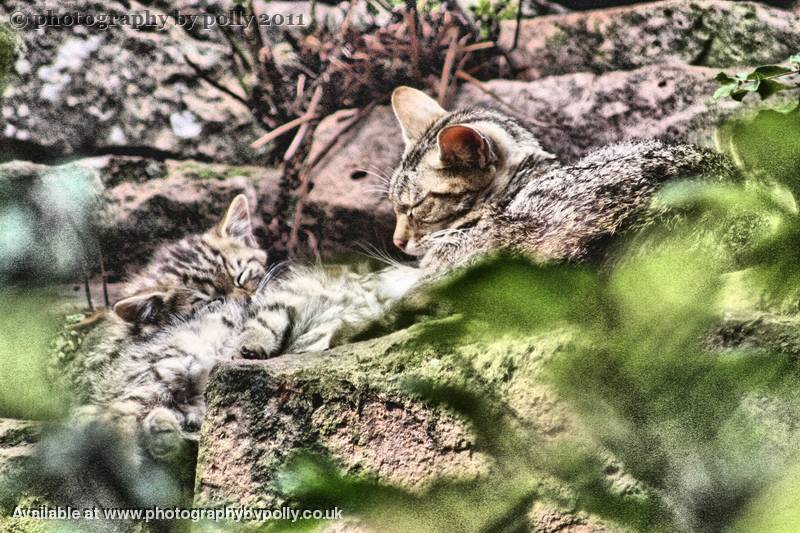 Wild Cat Kittens