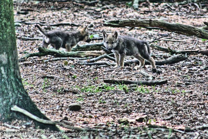 Wolf Pup Guard