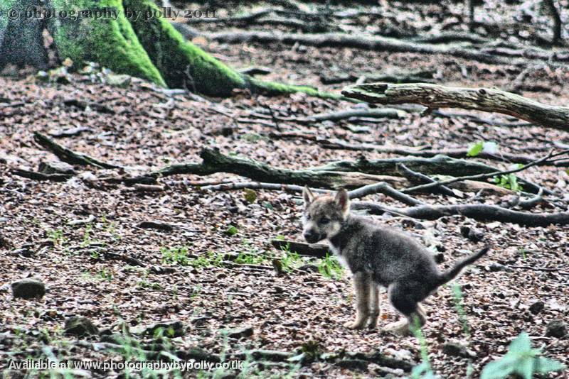 Wolf Pup Poop