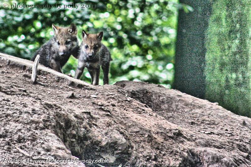 Wolf Pups