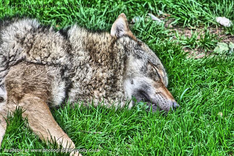 Wolf Sleeping