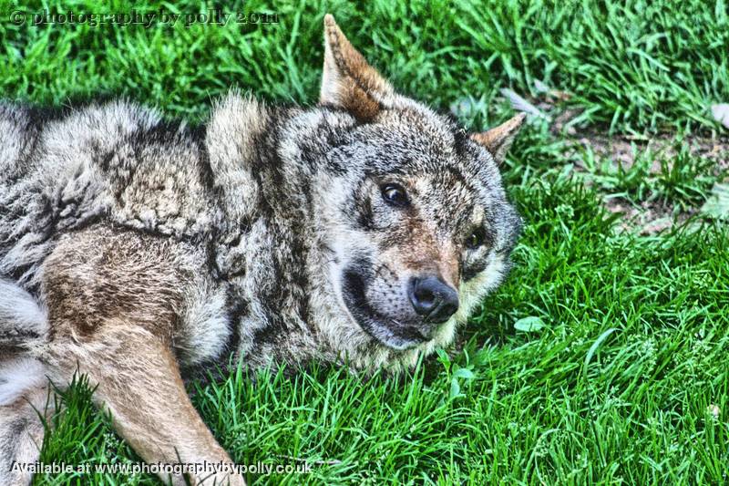 Wolf Waking