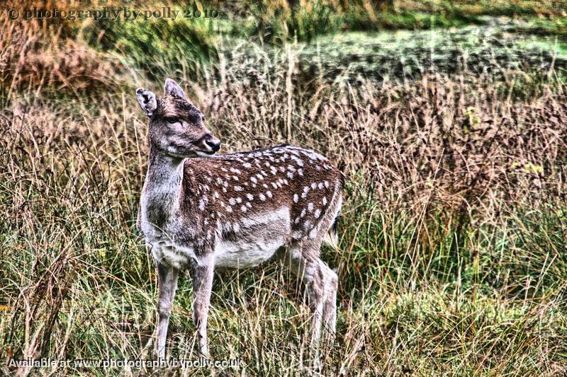 Yearling