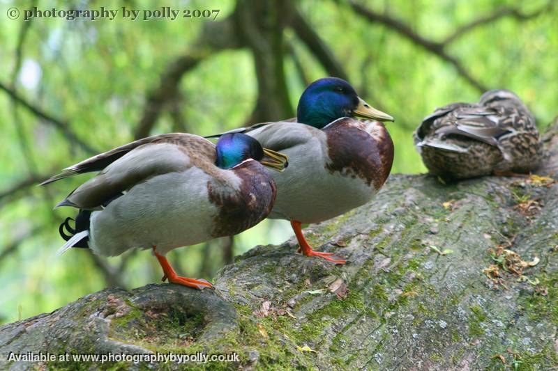 Yoga Duck