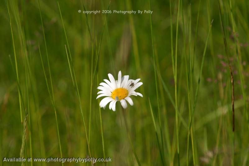 A Fly, A Flower, A Field