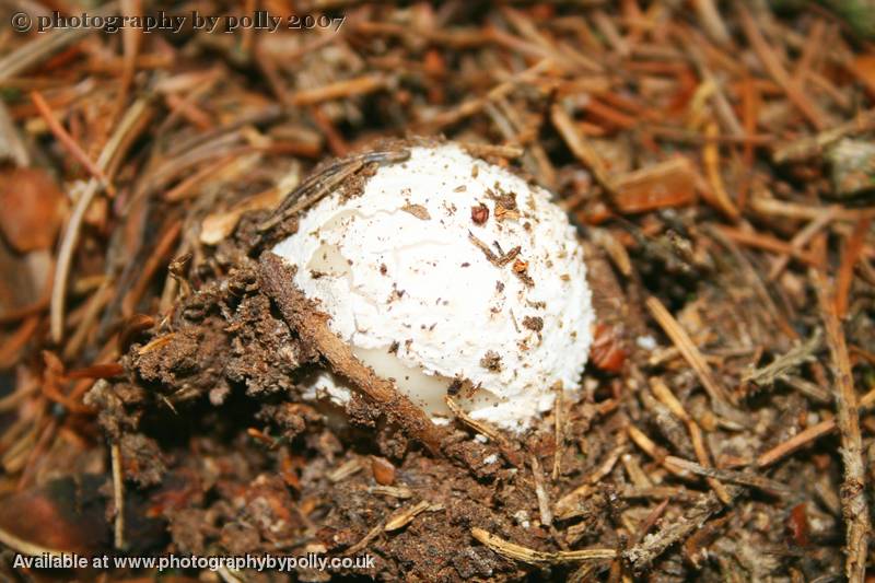 Alien Egg Morel