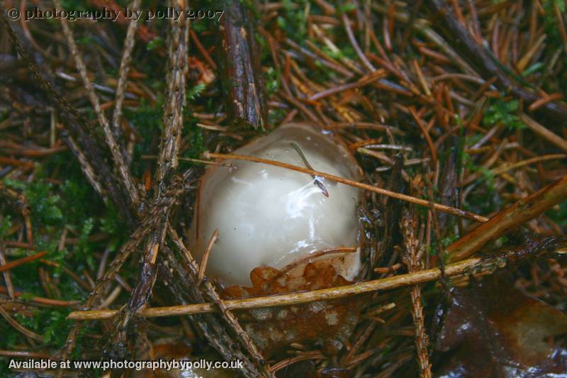 Alien Morel