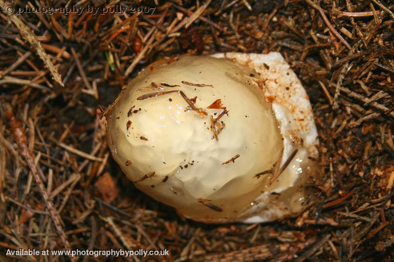 Alien Egg Mushroom