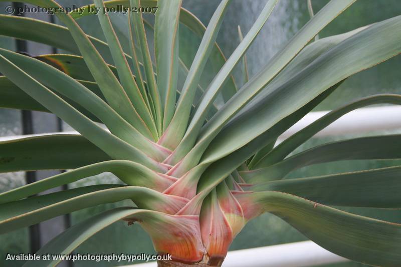 Aloe Plicatilis