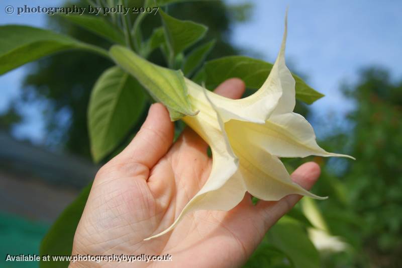 Angels Trumpets