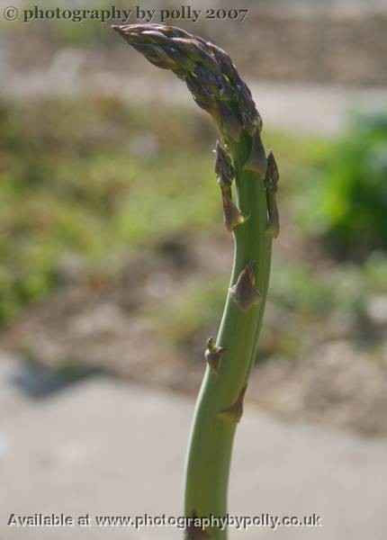 Asparagus