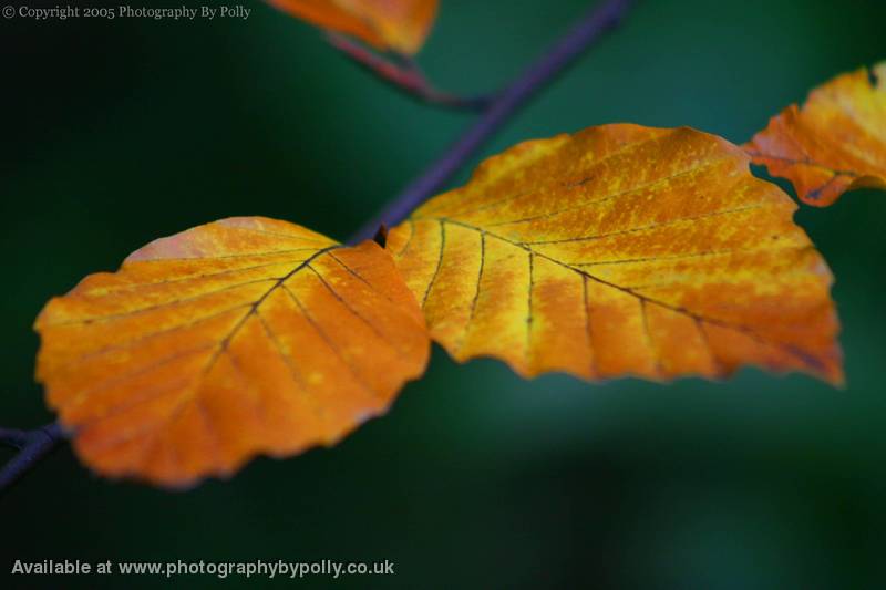 Auburn Leaves