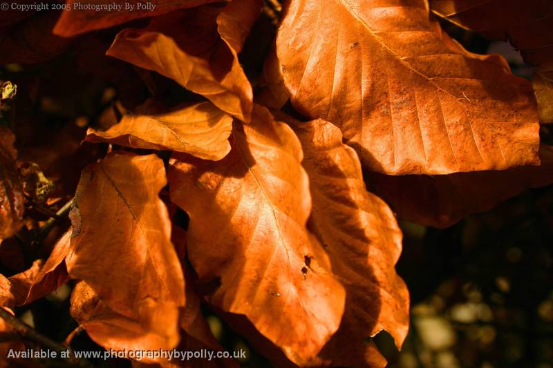 Autumn Bush