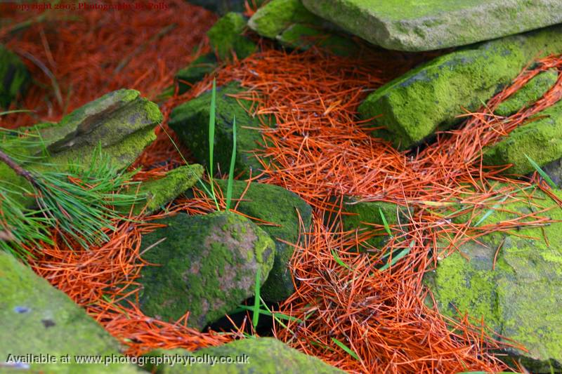 Autumn Needles