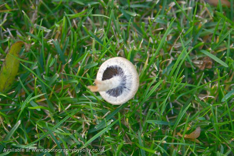 Baby Inocybe