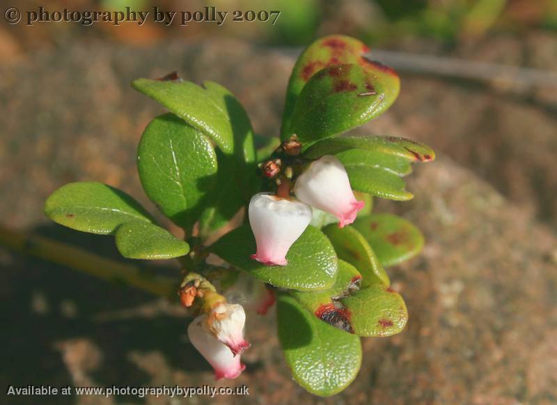 Bearberry