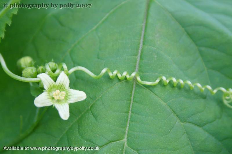 Beautiful Bryony