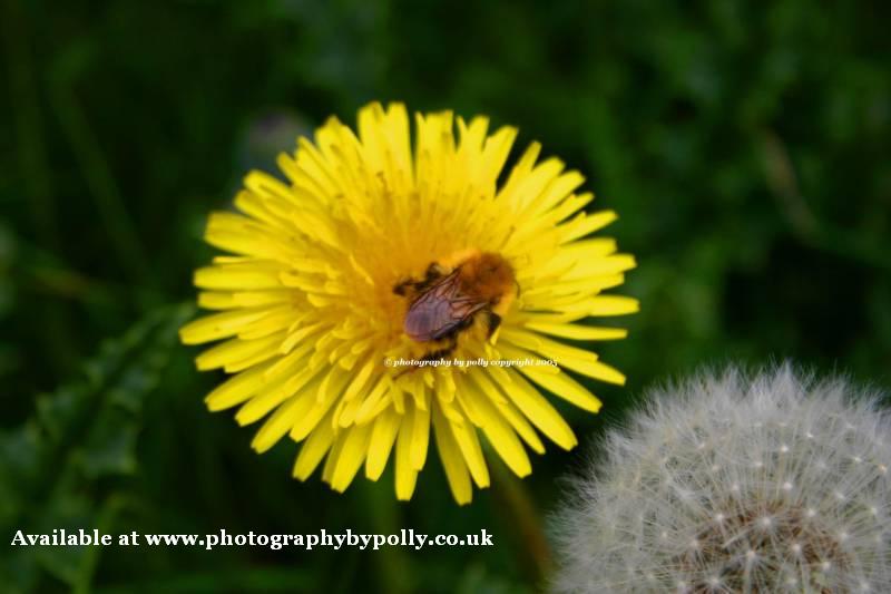 Bee Flowers