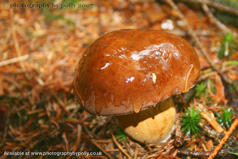 Big Cep