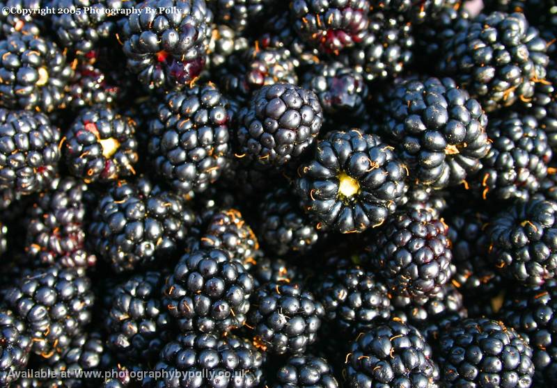 Blackberries