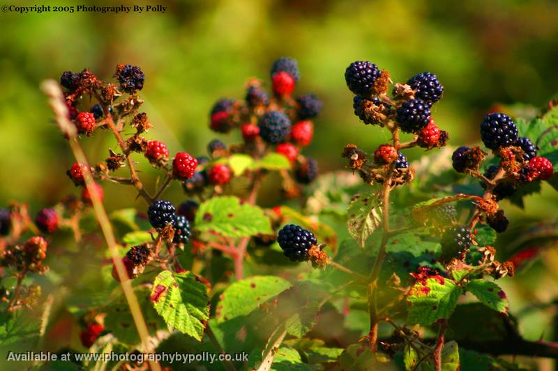 Blackberry Bush