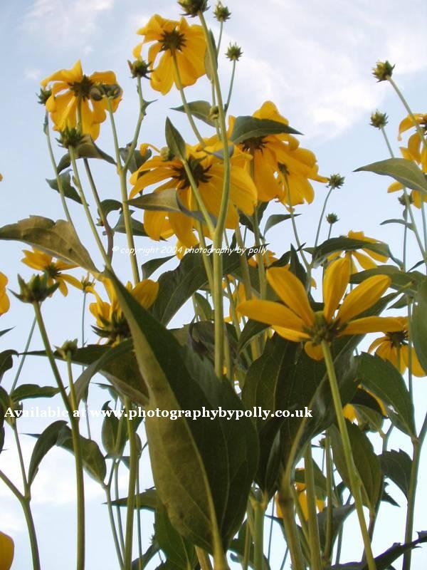 Black eyed Susans