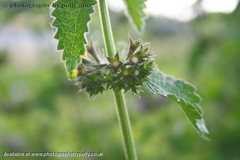 Black Nettle