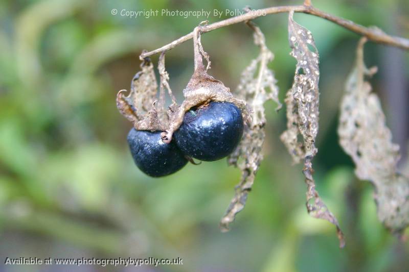 Black Nightshade Shrivelled