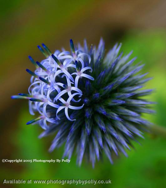 Blossoming Blue