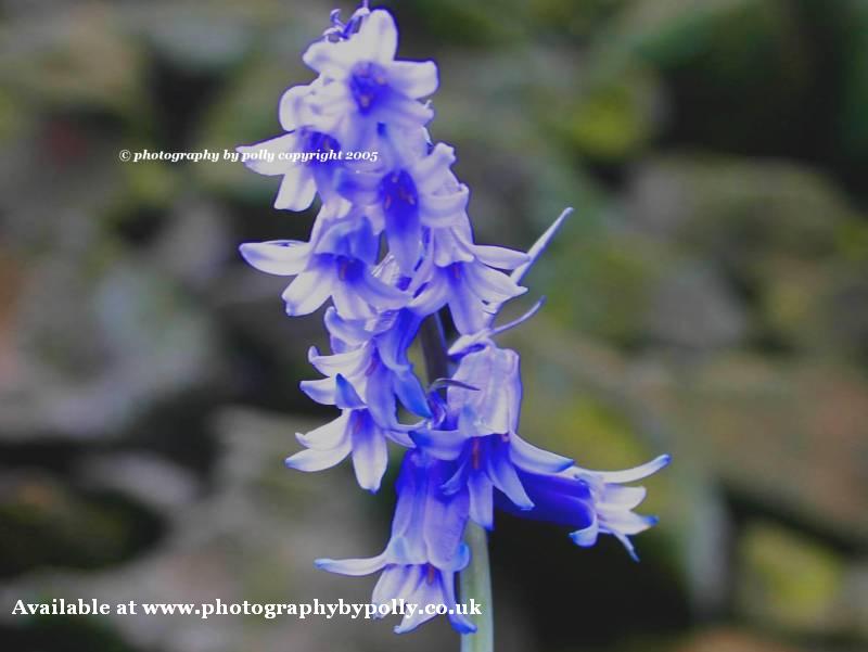 Bluebell