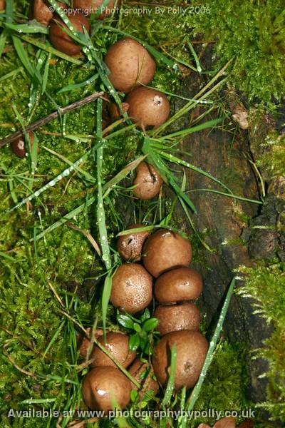 Bobbling Puffballs