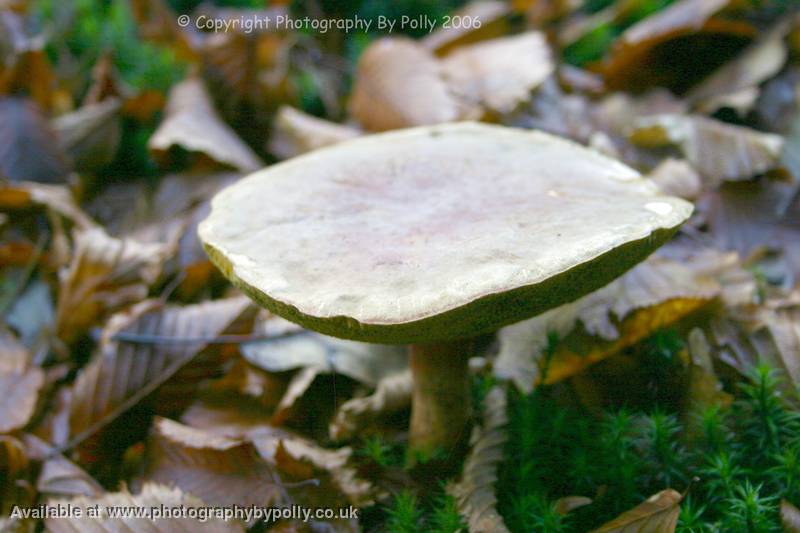 Bolete Breakfast