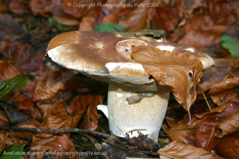 Bolete Fest