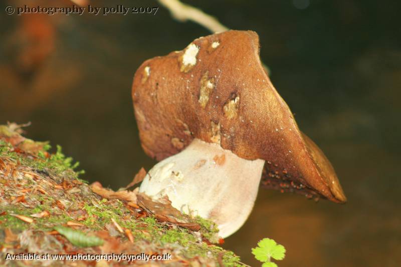 Boletus Bow