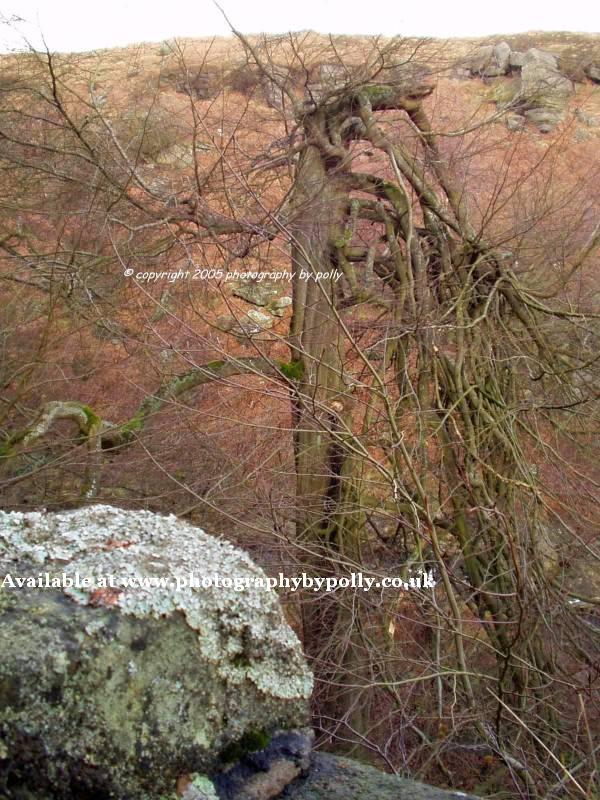 Bowing tree