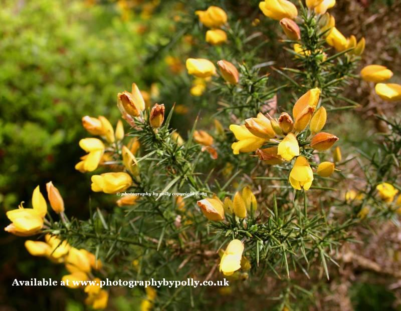 Bracken Flower