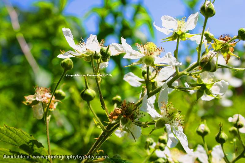 Brambles