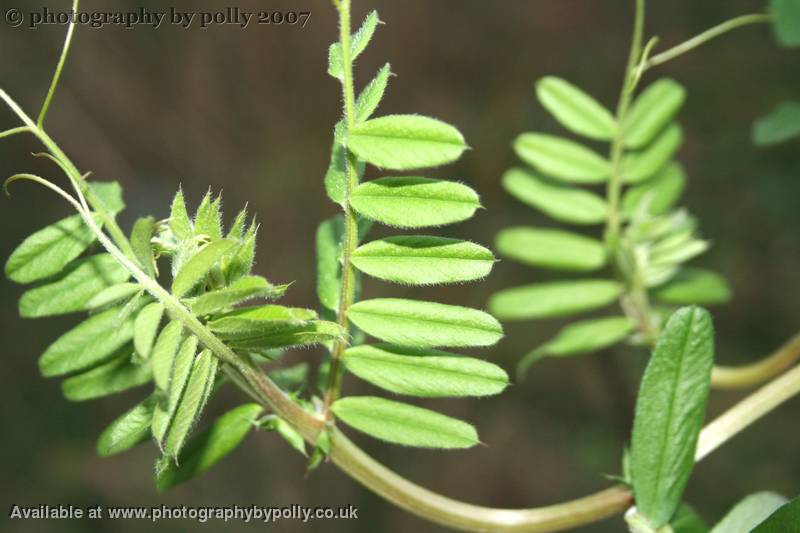 Bristle Green