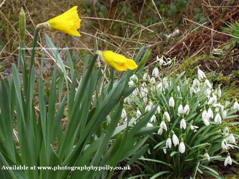 British Spring