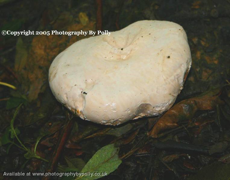 Brown Leaf Toadstool