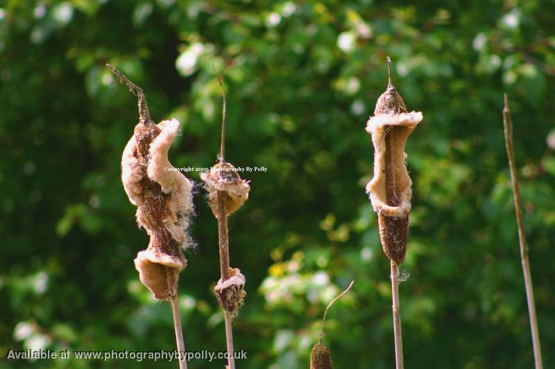 Bullrushes