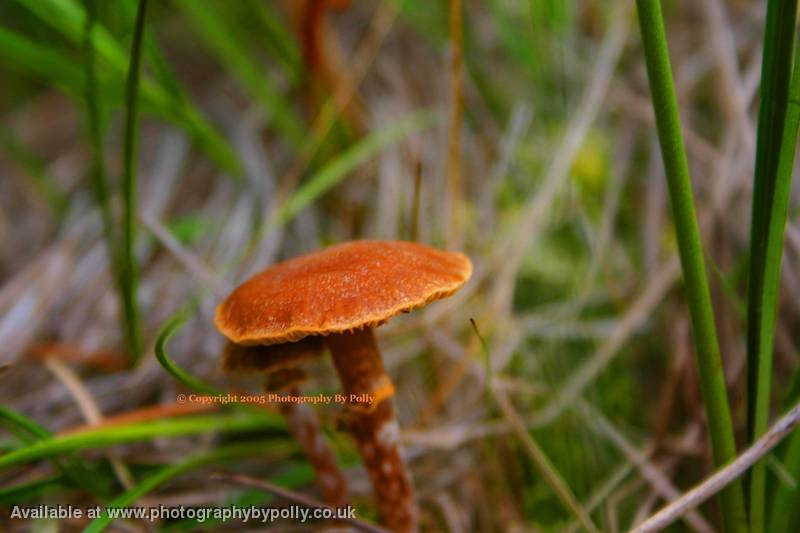 Burnt Cap