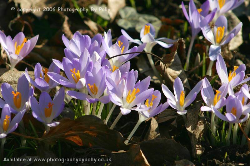 Burnt Lilac