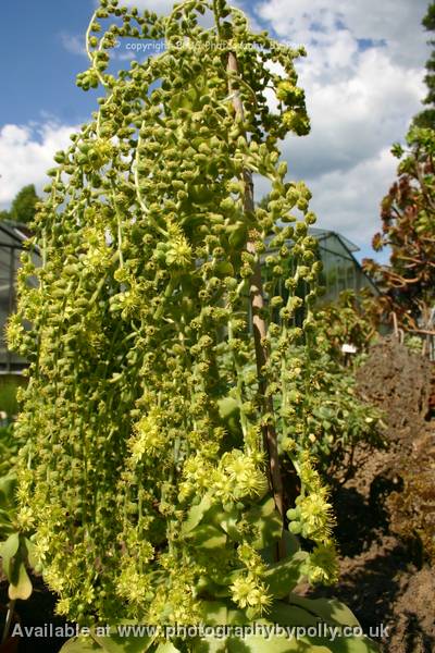 Bursting Buds