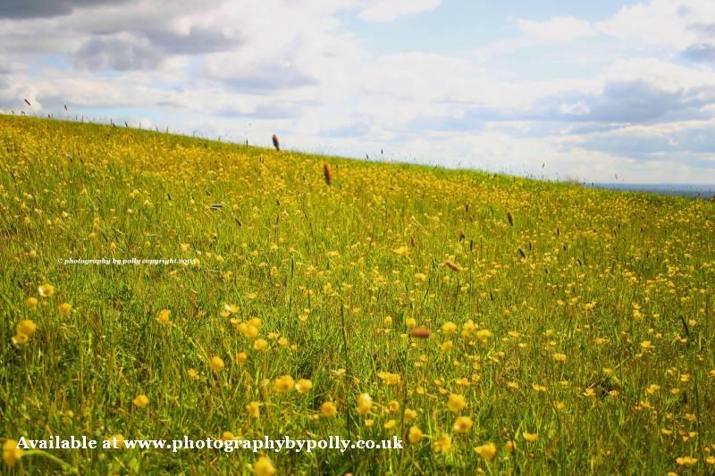 Buttercups