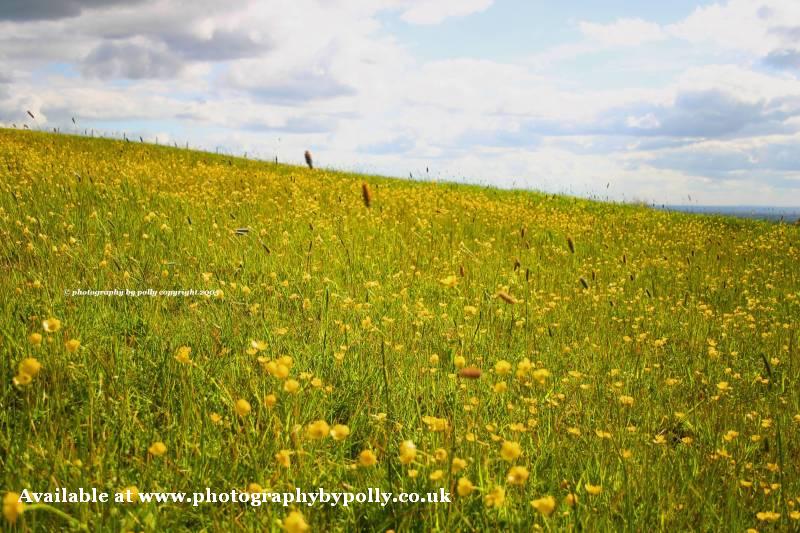 Buttercups